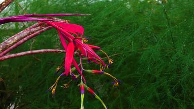 红色的花序热带植物<strong>比尔</strong>伯格亚桑德西温室机动化的多莉滑块拍摄